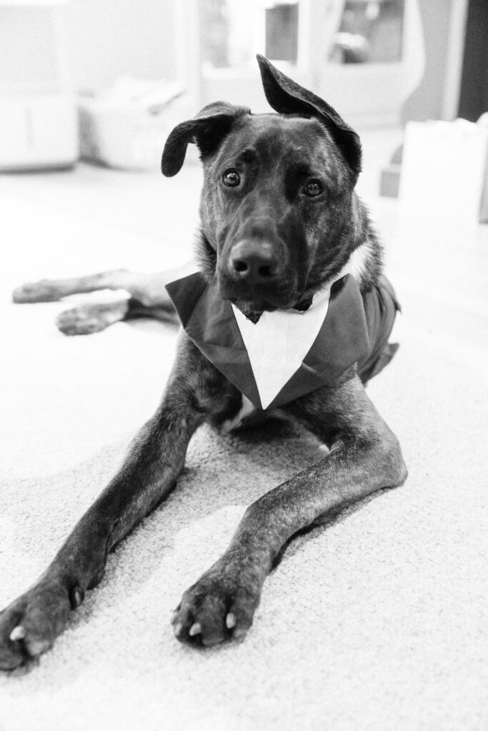 cute dog in a tuxedo